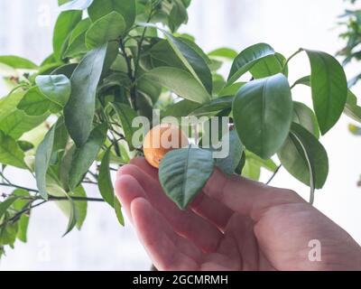 La main d'une femme tient un petit citrus décoratif dans le pot. Gros plan. Banque D'Images