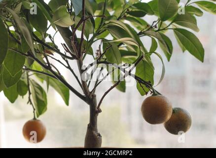 Petit citrus décoratif dans le pot.le concept de la culture à la maison. Gros plan. Banque D'Images