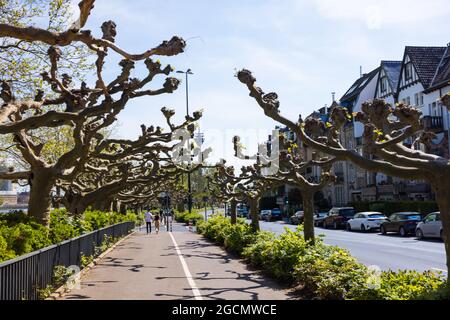 DÜSSELDORF, ALLEMAGNE - 11 mai 2021 : un beau trottoir avec des platanes sans feuilles par temps ensoleillé à Düsseldorf, Allemagne Banque D'Images