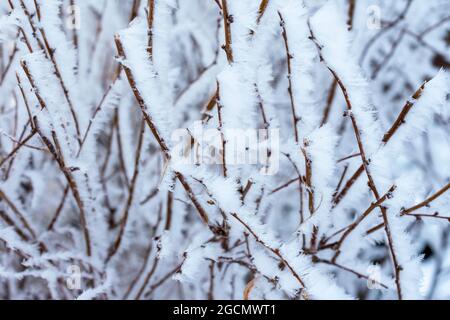 Hoar Frost sur la scène d'hiver de branches d'arbre Banque D'Images
