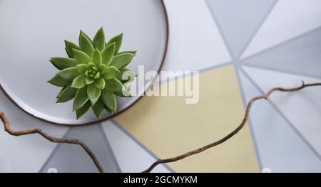 décoration élégante, plante maison verte, assiette en porcelaine sur fond blanc jaune pastel. vue sur le dessus. Bordure horizontale, place pour le texte Banque D'Images