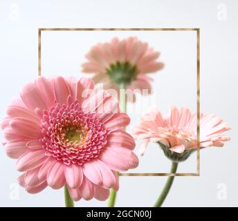 Belles fleurs roses sur fond blanc. Bouquet de fleurs gerbera d'été de printemps dans cadre doré. Banque D'Images