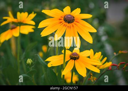 Black Eyed Susan fleurs Banque D'Images