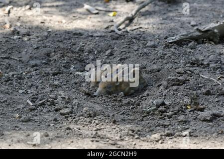 Pamhagen, Burgenland, Autriche. Parc animalier de steppe Pamhagen à Neusiedlersee. Porcelets de sanglier (sus scrofa) Banque D'Images