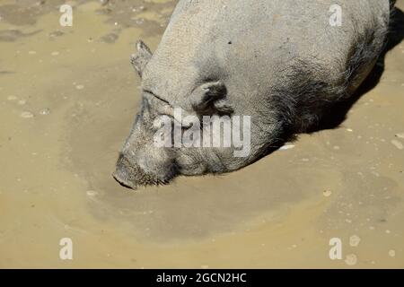 Pamhagen, Burgenland, Autriche. Parc animalier de steppe Pamhagen à Neusiedlersee. Sanglier (sus scrofa) Banque D'Images