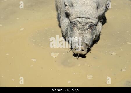 Pamhagen, Burgenland, Autriche. Parc animalier de steppe Pamhagen à Neusiedlersee. Sanglier (sus scrofa) Banque D'Images