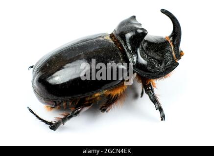 Belle image macro Rhinoceros Beetle sur fond blanc Banque D'Images