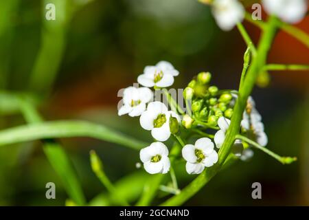 Gros plan est une petite alyssum blanche. Gros plan de lobularia blanche en fleurs avec un emplacement pour le texte et l'espace de copie Banque D'Images