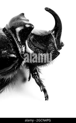 Belle image macro Rhinoceros Beetle sur fond blanc Banque D'Images