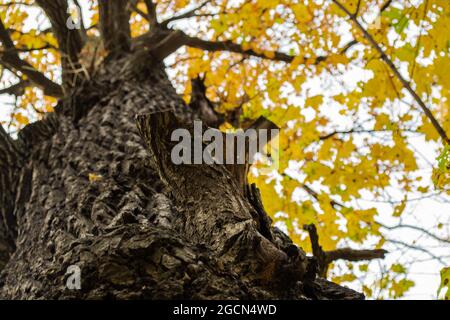 Vue depuis le dessous de l'écorce rugueuse d'un vieux grand arbre avec un feuillage jaune sur le dessus. Banque D'Images