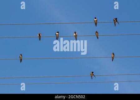 Barges de la grange (Hirundo rustica) assis sur fil électrique, Hongrie Banque D'Images