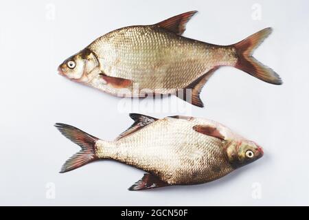 Poisson de dorade d'argent d'eau douce sur une surface blanche. Banque D'Images