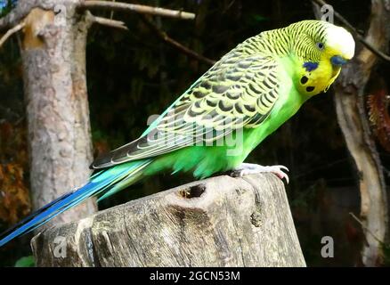 Oiseau de bourgeon vert mâle assis sur un tronc d'arbre Banque D'Images