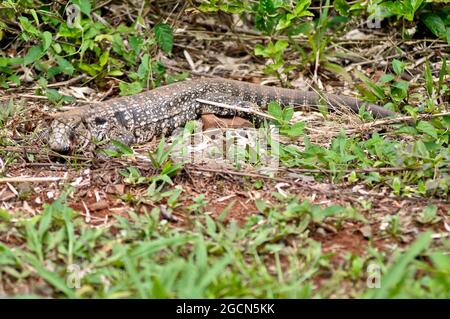 Lézard sud-américain (Tupinambis teguixin). Parc national d'Iguazu, Misiones, Argentine Banque D'Images