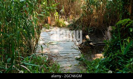 Gros plan d'un vieux pont en bois étroit au-dessus d'un petit étang dans une forêt couverte de verdure Banque D'Images