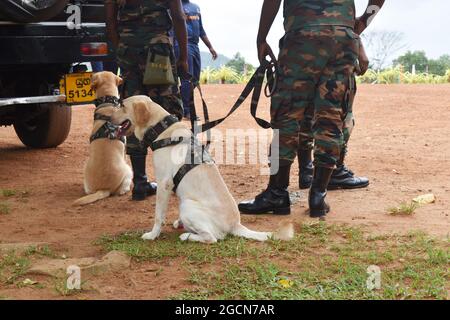Les chiens de l'armée du Labrador Retriever sont prêts à fouiller les lieux avant un match de cricket. Au pittoresque terrain de cricket de l'Army Ordinance. Dombagode. Sri Lanka.