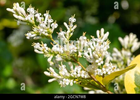 Gros plan de fleurs sur un jardin privé (ligustrum ovalifolium) plante Banque D'Images