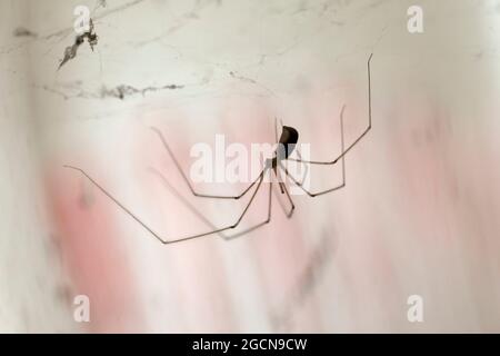 Cave araignée Pholcus phalangioides en vue rapprochée Banque D'Images