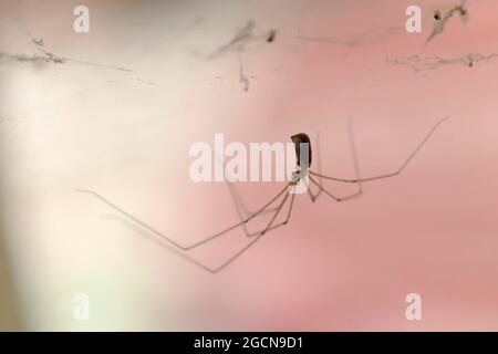 Cave araignée Pholcus phalangioides en vue rapprochée Banque D'Images