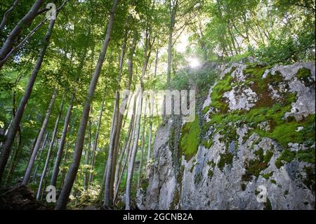 Une forêt avec de grands arbres et un rocher sur lequel le soleil brille Banque D'Images