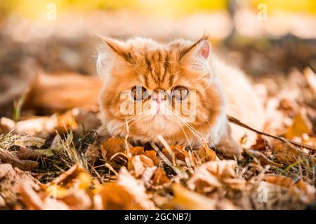 Chat persan rouge avec une laisse marchant dans la cour. Banque D'Images