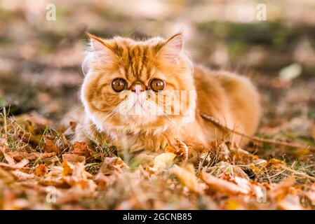 Chat persan rouge avec une laisse marchant dans la cour. Banque D'Images