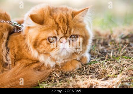 Chat persan rouge avec une laisse marchant dans la cour. Banque D'Images