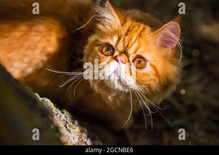 Portrait de chat persan rouge avec de grands yeux ronds orange Banque D'Images