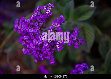 Heliotropium est un genre de plantes à fleurs de la famille des borages. Son nom commun est Heliotrope. Banque D'Images