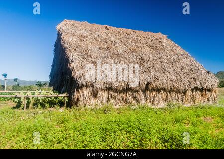 Cabane de séchage du tabac dans la vallée de Vinales, Cuba Banque D'Images