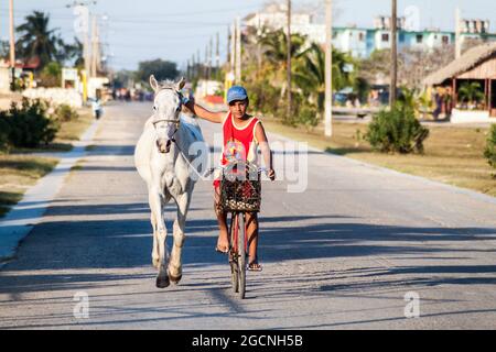 PLAYA GIRON, CUBA - 14 FÉVRIER 2016 : garçon sur un vélo avec un cheval dans le village de Playa Giron, Cuba. Banque D'Images
