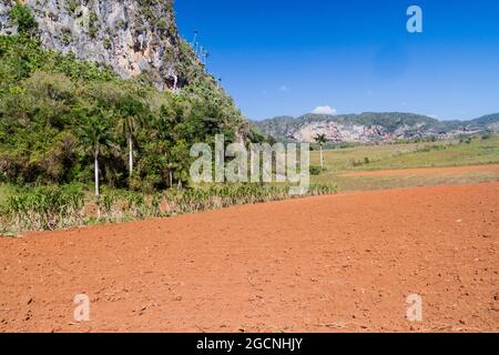 Champ de canne à sucre dans la vallée de Vinales, Cuba Banque D'Images