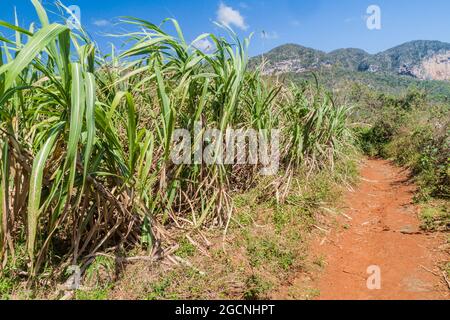 Champ de canne à sucre dans la vallée de Vinales, Cuba Banque D'Images