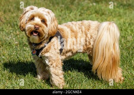 Chien en pâquerette de 2 ans. Il y a trois races de chiens qui composent le Daisy Dog : le Bichon Frise, le Poodle et le Shih-tzu. Banque D'Images