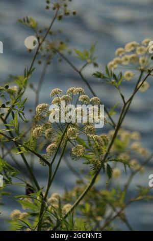 Cicuta virosa, Cowbane. Fleurs blanches d'une plante ombrelle en plein soleil sur le fond d'une surface ondulée bleue du lac. Banque D'Images