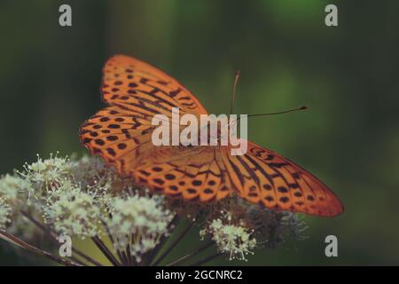 Argynnis pupia, Fritlaary lavé à l'argent. Un grand papillon orange avec un motif noir sur ses ailes étalées se trouve sur une fleur blanche de plante de parapluie Banque D'Images