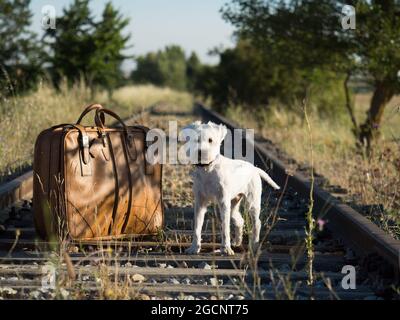 concept d'abandon d'un chien en vacances avec la valise sur les voies de train Banque D'Images