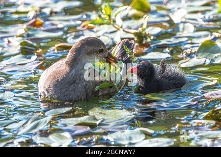 Femelle de l'Moorhen commun (Gallinula chloropus) nourrissant son nid Banque D'Images