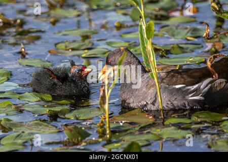 Jeune Moorsque commun (Gallinula chloropus) nichant mendiant pour la nourriture Banque D'Images