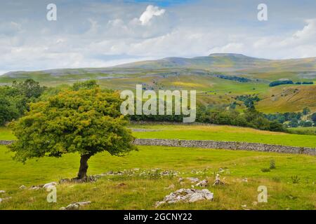 Colline à pied de Langcliffe près de s'établir dans les Yorkshire Dales Banque D'Images