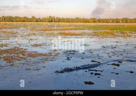 Crocodile dans la rivière Alligator Sud Banque D'Images