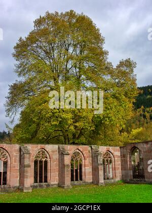 Abbaye de Hirsau (ancienne abbaye bénédictine) : ruines du cloître, près de Calw dans la Forêt Noire du Nord, Bade-Wurtemberg, Allemagne Banque D'Images