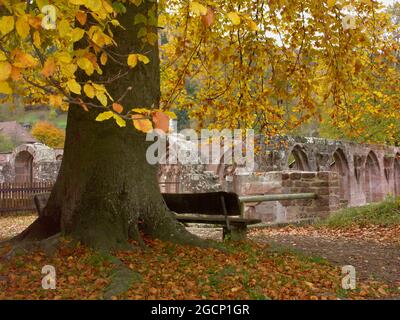 Abbaye de Hirsau (ancienne abbaye bénédictine) : ruines du cloître, près de Calw dans la Forêt Noire du Nord, Bade-Wurtemberg, Allemagne Banque D'Images