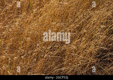 Fond sec d'herbe, nature, écologie et concept de récolte, champ sec d'herbe avec des plantes sèches de spikelet en raison de l'été chaud sans eau Banque D'Images