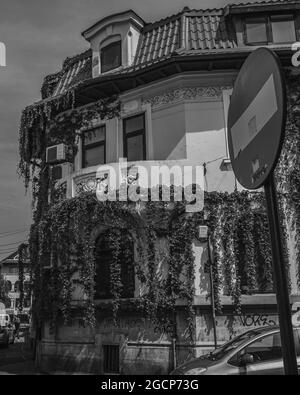 Photo en niveaux de gris d'une maison avec des vignes grimpantes à feuilles persistantes sur les murs Banque D'Images