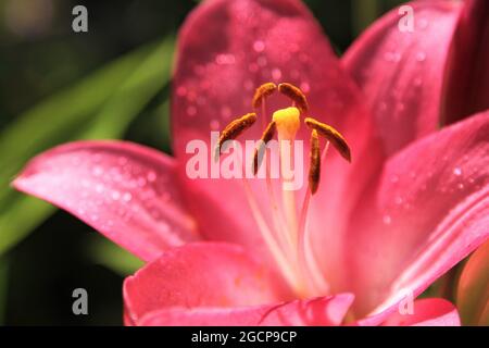 Lily, (genre Lilium) une espèce de plante herbacée à fleurs de la famille des Liliaceae avec des dropets de rosée Banque D'Images