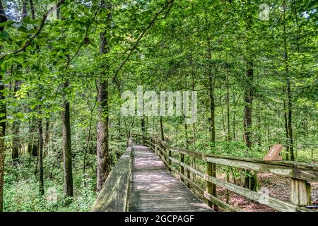 La promenade surélevée menant à travers la plus grande forêt de feuillus de la vieille croissance des États-Unis dans le parc national de Congaree en Caroline du Sud. Banque D'Images