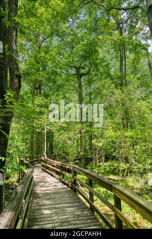 La promenade en hauteur menant à travers la plus grande forêt de feuillus de la vieille croissance des États-Unis à Congaree National Park en Caroline du Sud.Amer Banque D'Images