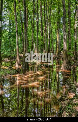 Le cyprès chauve s'évertue dans la forêt de feuillus du parc national de Congaree, en Caroline du Sud. Banque D'Images