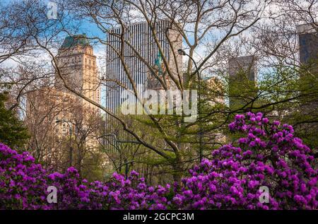 Fleurs et arbres bourgeonnants dans Central Park, New York, NY, États-Unis Banque D'Images
